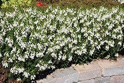 Archangel White Angelonia (Angelonia angustifolia 'Balarcwite') at Make It Green Garden Centre