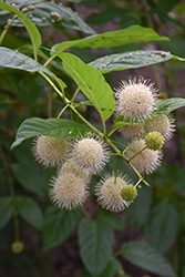 Sugar Shack Button Bush (Cephalanthus occidentalis 'SMCOSS') at Make It Green Garden Centre