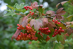 Wentworth Highbush Cranberry (Viburnum trilobum 'Wentworth') at Lurvey Garden Center