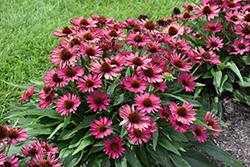 Kismet Raspberry Coneflower (Echinacea 'TNECHKR') at Make It Green Garden Centre