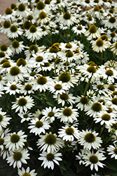 Kismet White Coneflower (Echinacea 'TNECHKW') at Make It Green Garden Centre
