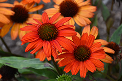 Kismet Intense Orange Coneflower (Echinacea 'TNECHKIO') at Make It Green Garden Centre