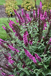 Buzz Hot Raspberry Butterfly Bush (Buddleia davidii 'Buzz Hot Raspberry') at Lurvey Garden Center