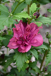 Collie Mullens Rose Of Sharon (Hibiscus syriacus 'Collie Mullens') at Lurvey Garden Center