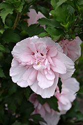 Pink Chiffon Rose of Sharon (Hibiscus syriacus 'JWNWOOD4') at Make It Green Garden Centre