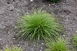 Pennsylvania Sedge (Carex pensylvanica) at Make It Green Garden Centre