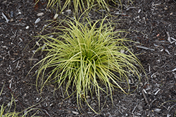 EverColor Eversheen Japanese Sedge (Carex oshimensis 'Eversheen') at Make It Green Garden Centre