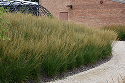 Moorflame Moor Grass (Molinia caerulea 'Moorflame') at Lurvey Garden Center