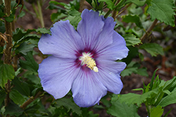 Azurri Satin Rose of Sharon (Hibiscus syriacus 'Azurri Satin') at Make It Green Garden Centre