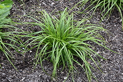 EverColor Everlime Japanese Sedge (Carex oshimensis 'Everlime') at Make It Green Garden Centre