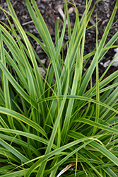 EverColor Everlime Japanese Sedge (Carex oshimensis 'Everlime') at Make It Green Garden Centre