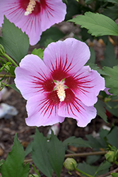 Orchid Satin Rose of Sharon (Hibiscus syriacus 'ILVO347') at Make It Green Garden Centre