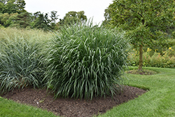 Dallas Blues Switch Grass (Panicum virgatum 'Dallas Blues') at Make It Green Garden Centre