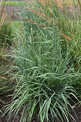 Sioux Blue Indian Grass (Sorghastrum nutans 'Sioux Blue') at Lurvey Garden Center