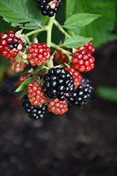 Chester Thornless Blackberry (Rubus 'Chester') at Make It Green Garden Centre