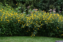 False Sunflower (Heliopsis helianthoides) at Make It Green Garden Centre