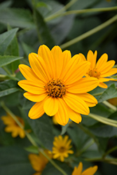 False Sunflower (Heliopsis helianthoides) at Make It Green Garden Centre