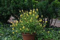 Thryallis (Galphimia glauca) at Make It Green Garden Centre