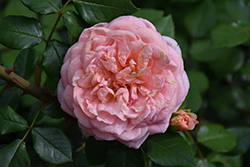 Abraham Darby Rose (Rosa 'Abraham Darby') at Make It Green Garden Centre