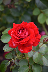 Canadian Shield Rose (Rosa 'CCA576') at Make It Green Garden Centre