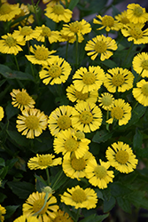 Mariachi Sombrero Sneezeweed (Helenium autumnale 'Sombrero') at Make It Green Garden Centre