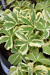 Vanilla Gorilla Variegated Masterwort (Astrantia major 'Vanilla Gorilla') at Make It Green Garden Centre