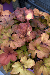 Pumpkin Spice Foamy Bells (Heucherella 'Pumpkin Spice') at Make It Green Garden Centre