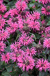 Bubblegum Blast Beebalm (Monarda 'Bubblegum Blast') at Make It Green Garden Centre