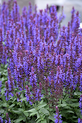 Sensation Sky Blue Meadow Sage (Salvia nemorosa 'Sensation Sky Blue') at Make It Green Garden Centre