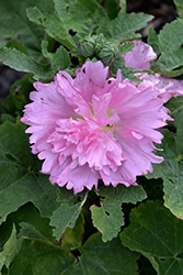 Spring Celebrities Pink Hollyhock (Alcea rosea 'Spring Celebrities Pink') at Lurvey Garden Center