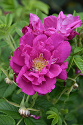 Purple Pavement Rose (Rosa 'Purple Pavement') at Make It Green Garden Centre