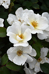 White Knock Out Rose (Rosa 'Radwhite') at Make It Green Garden Centre