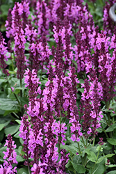 Rose Marvel Meadow Sage (Salvia nemorosa 'Rose Marvel') at Make It Green Garden Centre