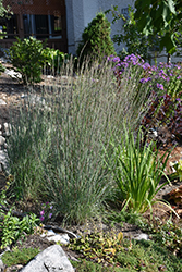 Little Bluestem (Schizachyrium scoparium) at Make It Green Garden Centre