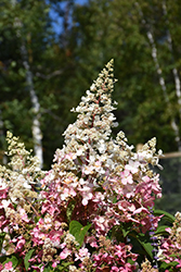 Candelabra Hydrangea (Hydrangea paniculata 'Hpopr013') at Make It Green Garden Centre