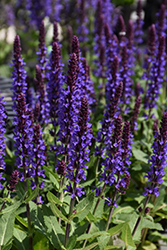 Violet Profusion Meadow Sage (Salvia nemorosa 'Violet Profusion') at Make It Green Garden Centre