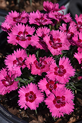 Paint The Town Fancy Pinks (Dianthus 'Paint The Town Fancy') at Make It Green Garden Centre