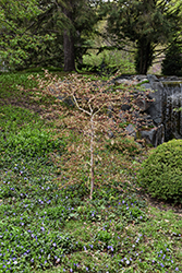 Ice Dragon Maple (Acer 'IsliD') at Lurvey Garden Center