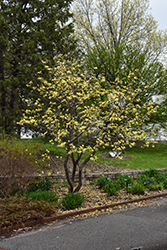 Butterflies Magnolia (Magnolia 'Butterflies') at Lurvey Garden Center