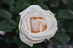 Easy Spirit Rose (Rosa 'WEKmereadoit') at Make It Green Garden Centre