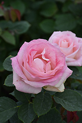 Painted Porcelain Rose (Rosa 'WEKmostadabre') at Make It Green Garden Centre