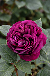 Celestial Night Rose (Rosa 'WEKebtigrad') at Make It Green Garden Centre