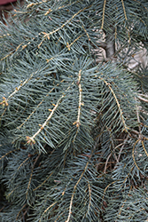 Blue Cloak White Fir (Abies concolor 'Blue Cloak') at Lurvey Garden Center