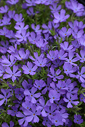 Violet Pinwheels Phlox (Phlox 'Violet Pinwheels') at Make It Green Garden Centre