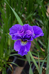 Concord Crush Siberian Iris (Iris sibirica 'Concord Crush') at Make It Green Garden Centre