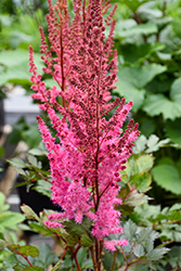 Mighty Chocolate Cherry Chinese Astilbe (Astilbe chinensis 'Mighty Chocolate Cherry') at Make It Green Garden Centre