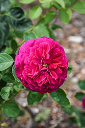 Falstaff Rose (Rosa 'Ausverse') at Make It Green Garden Centre