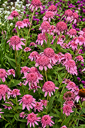 Cone-fections Pink Double Delight Coneflower (Echinacea purpurea 'Pink Double Delight') at Make It Green Garden Centre