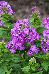 Flame Purple Garden Phlox (Phlox paniculata 'Flame Purple') at Make It Green Garden Centre