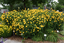 Burning Hearts False Sunflower (Heliopsis helianthoides 'Burning Hearts') at Make It Green Garden Centre